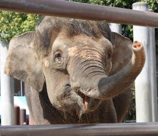 福山市立動物園