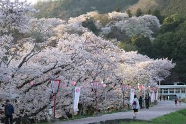 尾関山公園の桜