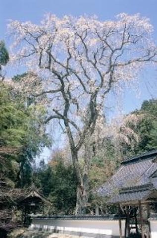 大楽寺の枝垂桜
