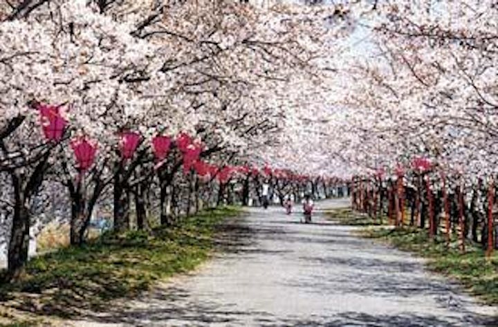 住吉堤防敷桜並木