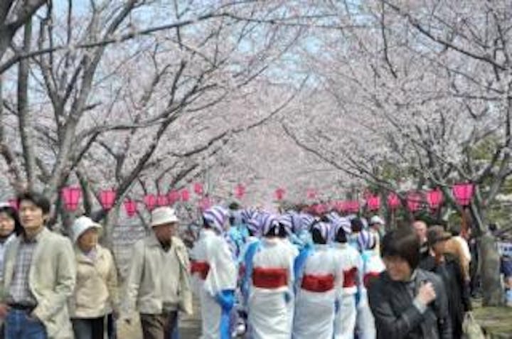 はつかいち桜まつり　【中止になりました】
