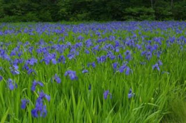 【2021年中止】カキツバタ祭り