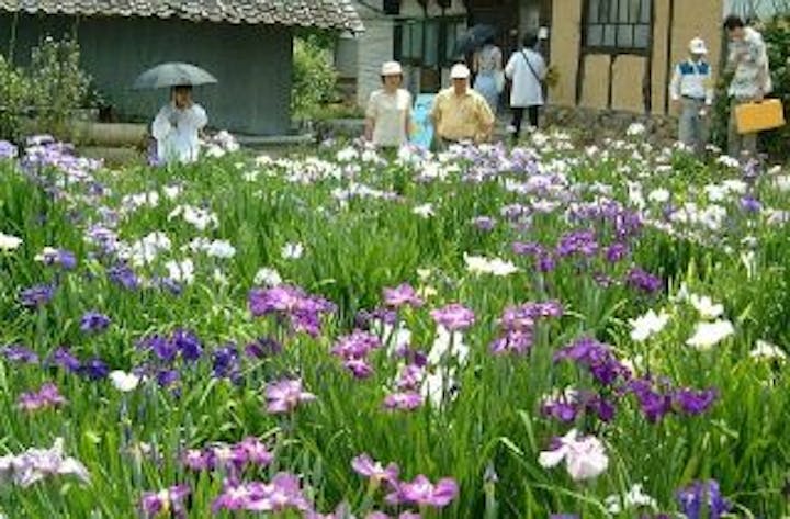 向原花しょうぶ園