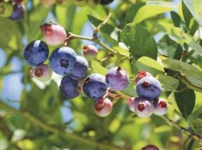 ブルーベリー狩り（花の里・二郎さん農園）