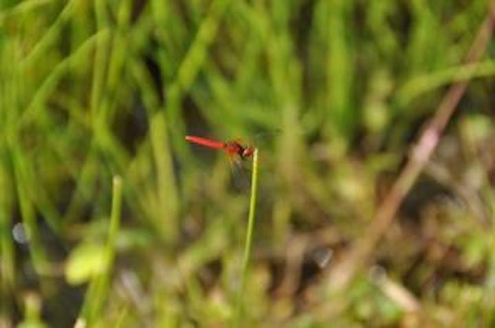 せら夢公園　自然観察園