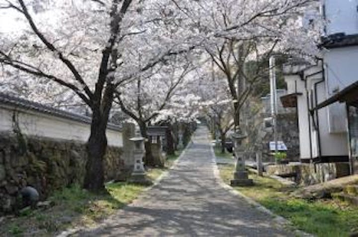 今高野山の桜