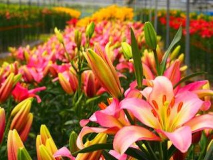 Flower Village 花夢の里 アソビュー