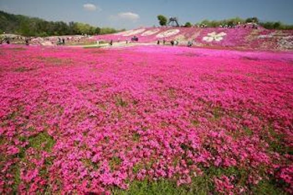 Flower Village 花夢の里 アソビュー