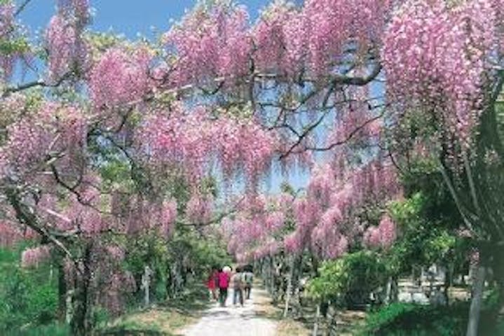 フラワーパークせらふじ園