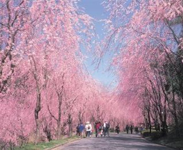 世羅甲山ふれあいの里の桜