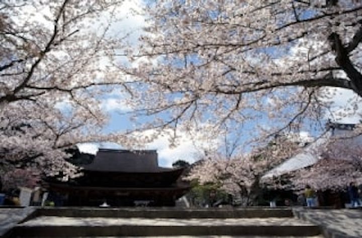 功山寺／さくら