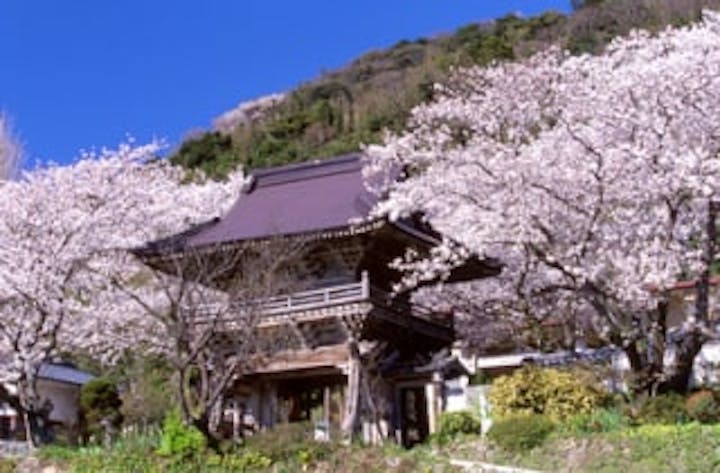 大専寺／さくら
