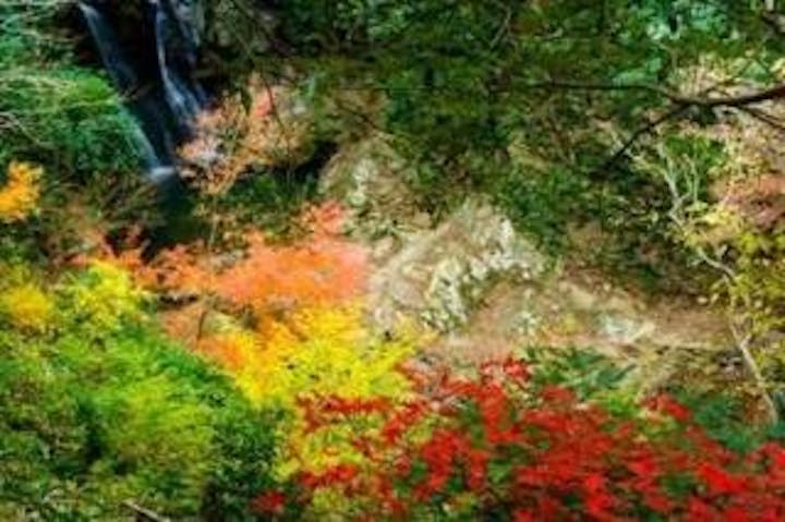 中山渓／もみじ