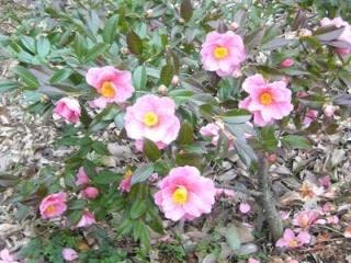 スポットの写真