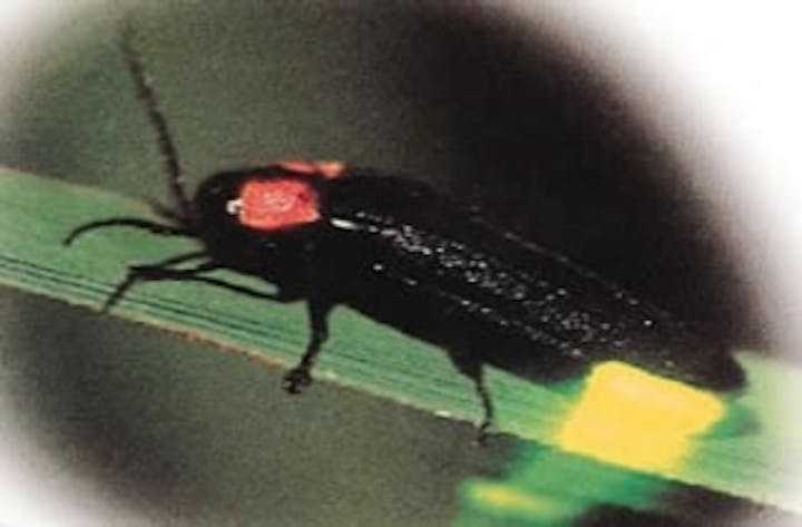 木屋川ゲンジボタル発生地／ほたる