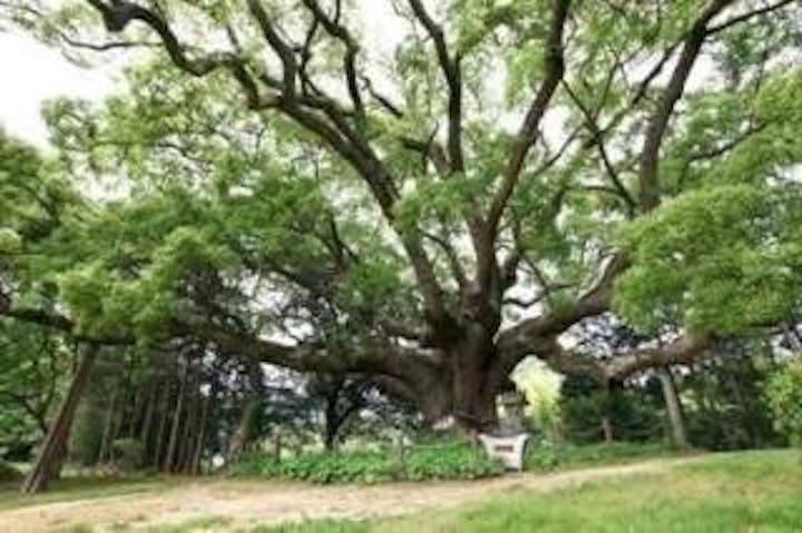 川棚のクスの森