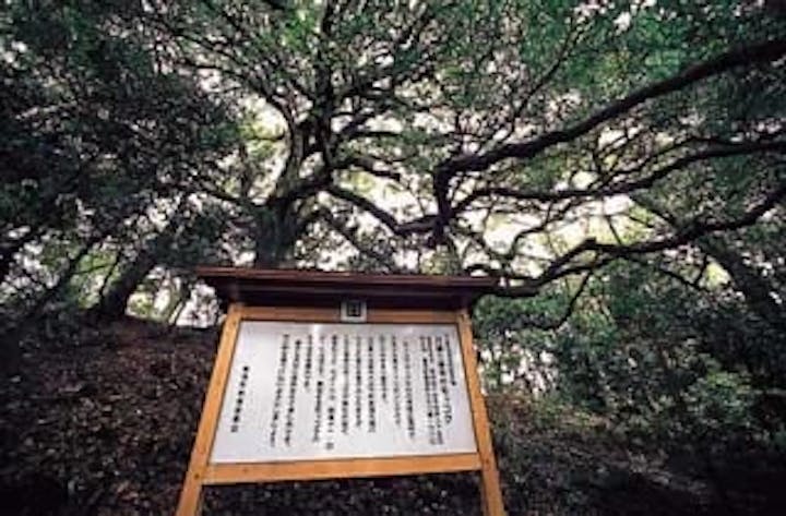 川棚三恵寺のモッコク