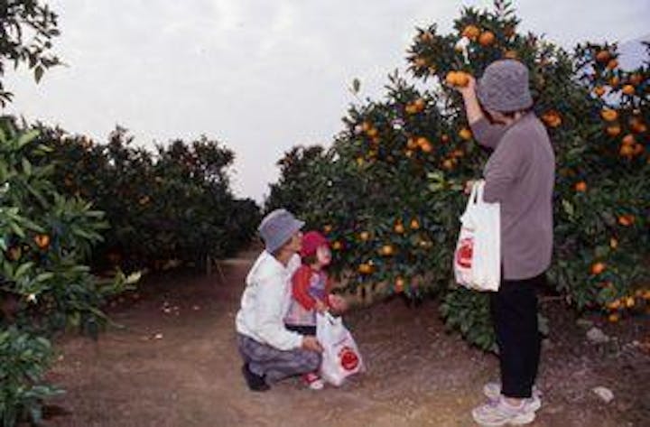 久山園／みかん