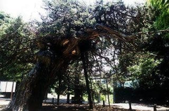 阿川八幡宮のイヌマキ巨樹群