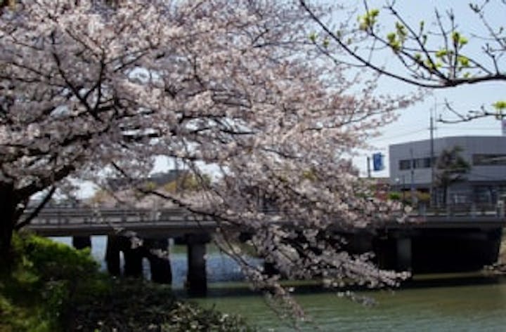 真締川公園／さくら