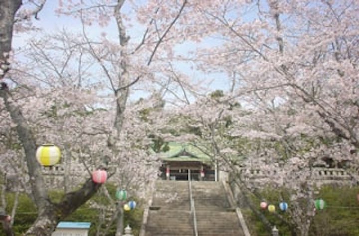 宇部護国神社／さくら
