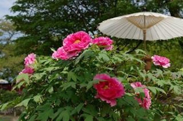 ときわ公園／ボタン