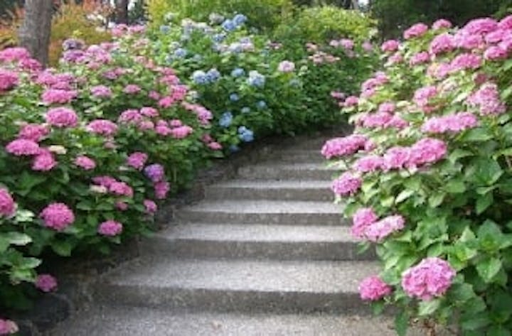 ときわ公園／アジサイ