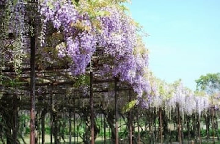 ときわ公園／フジ