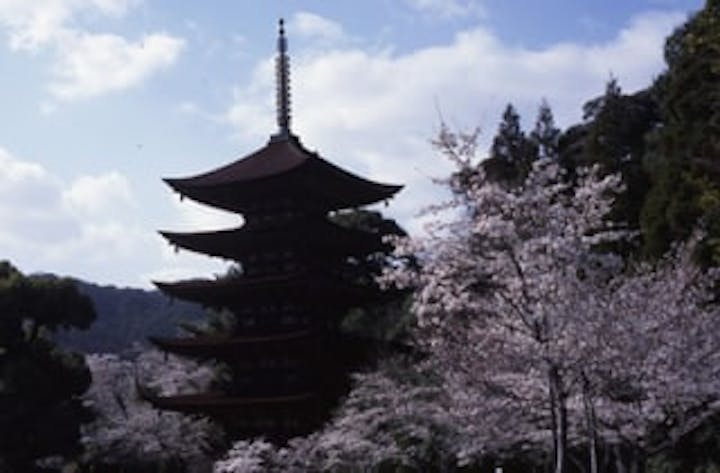 香山公園・瑠璃光寺／さくら