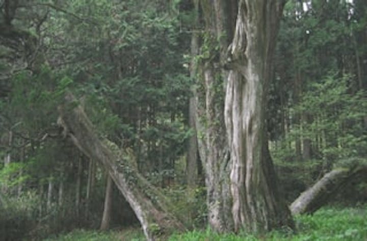 法泉寺のシンパク