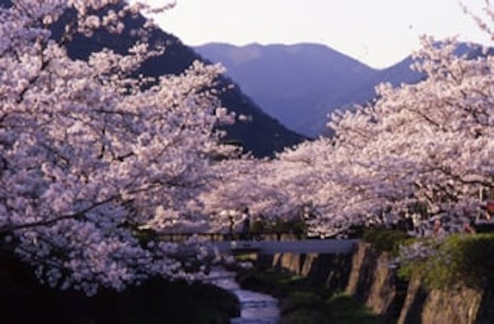 一の坂川／さくら