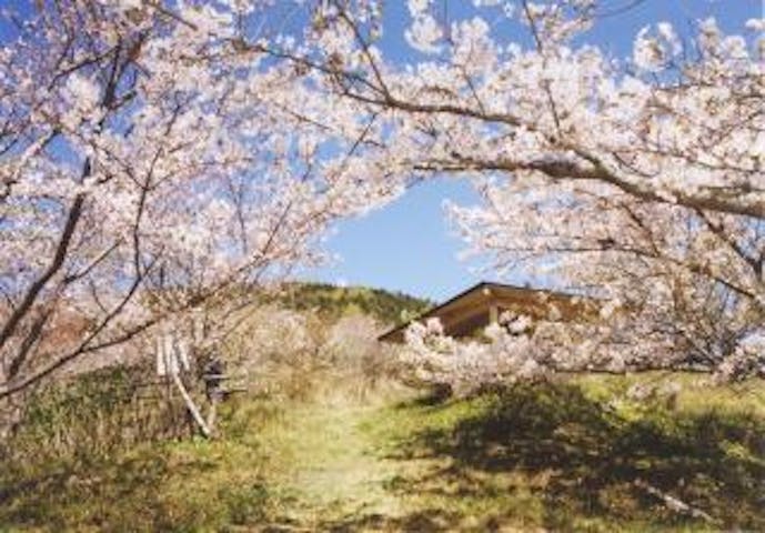 草山公園／さくら