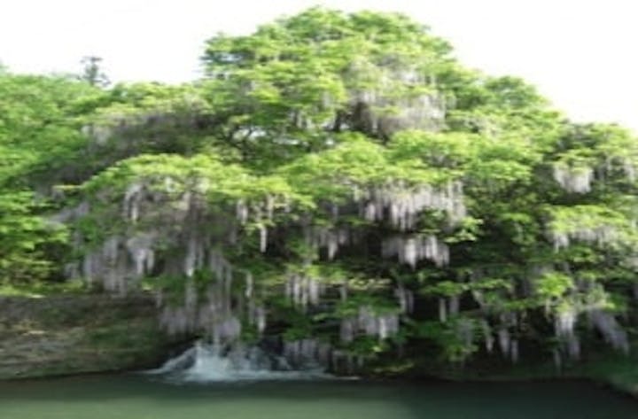 仁保一貫野地区／ふじ