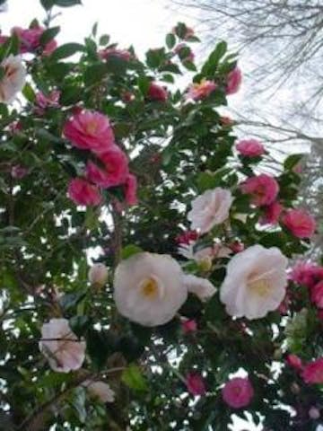 両足寺／つばき