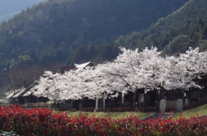 大原湖岸／さくら