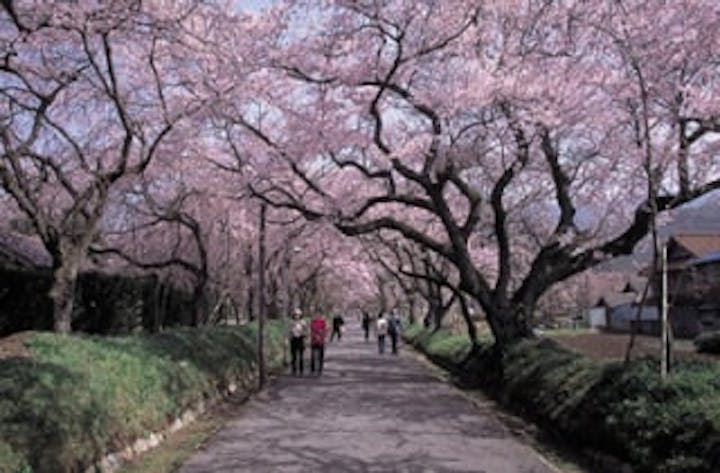 徳佐八幡宮しだれ桜／さくら