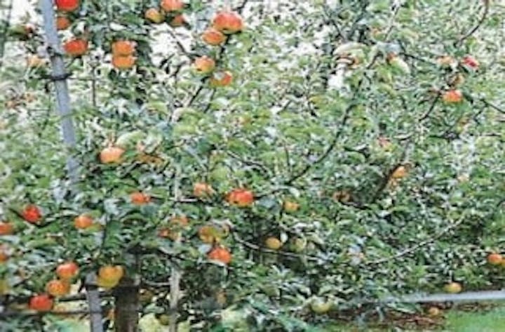 しもせりんご村／りんご