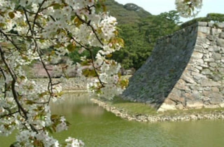 萩城跡指月公園／さくら