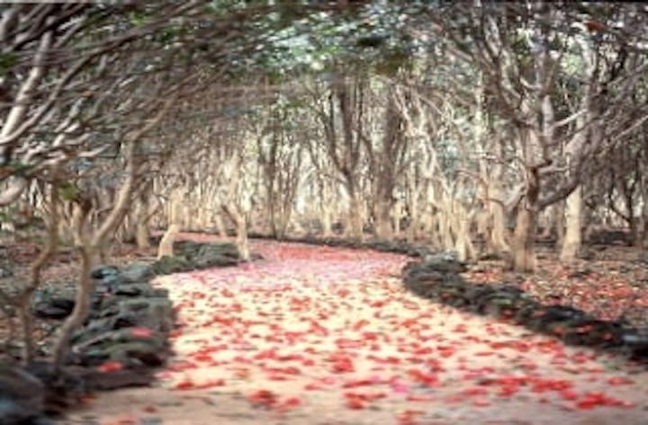 笠山椿群生林／つばき