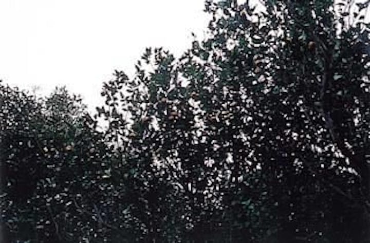 笠山コウライタチバナ自生地