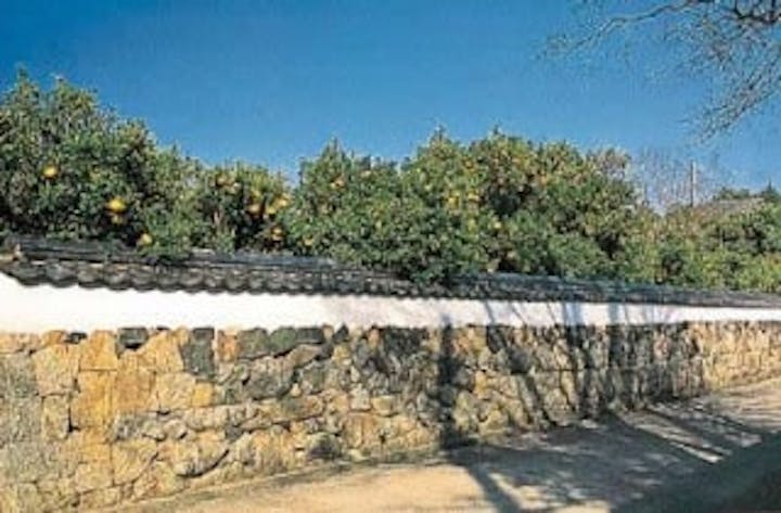 武家屋敷跡／夏みかんの花