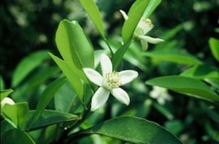 かんきつ公園／夏みかんの花