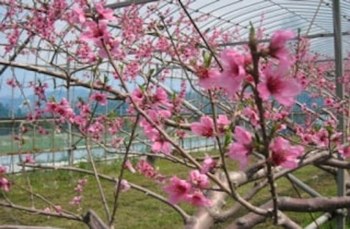 平山台／もも・なし