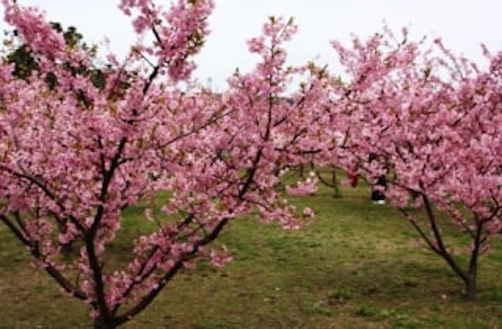 道の駅「萩しーまーと」／河津桜