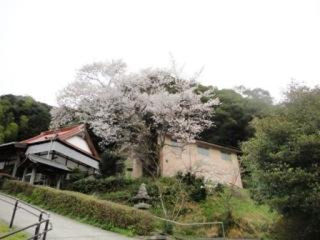 尊正寺／さくら