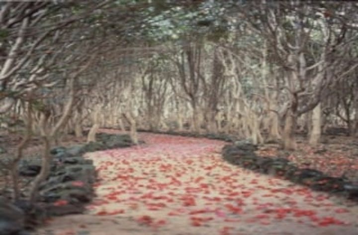 萩笠山椿群生林コース