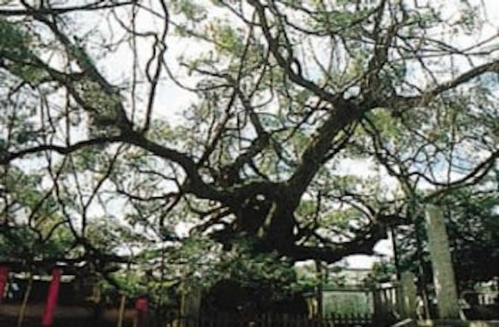 老松神社のクスノキ