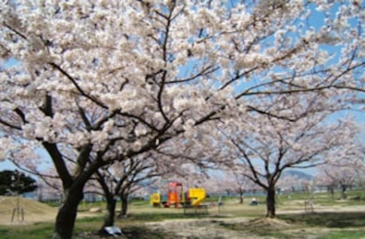 向島（向島運動公園）／さくら