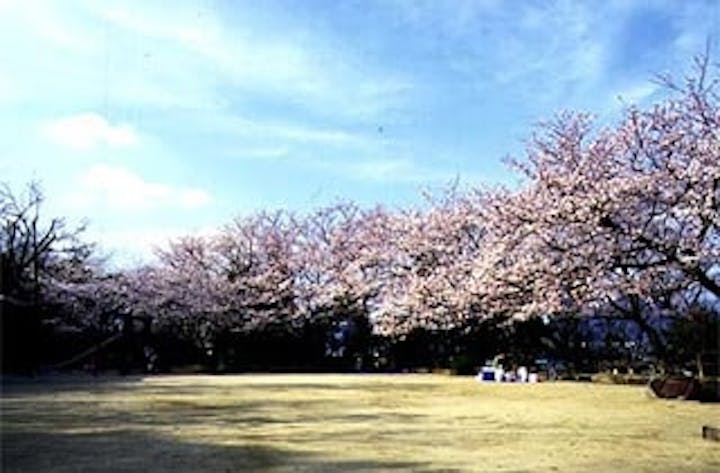 桑山公園 さくら アソビュー