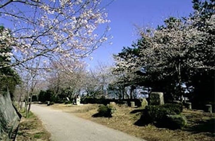 天神山公園（防府天満宮）／さくら
